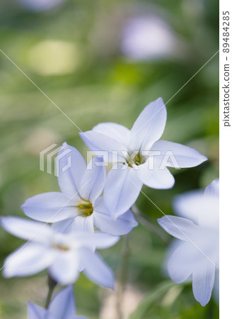 在樹蔭下綻放，兩朵交叉的哈納尼拉花_垂直1 89484285