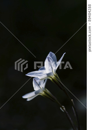 從側面看到的兩朵並排的 Hananira 花，早晨的陽光透過_垂直 2 89484288