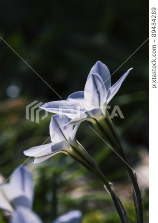 從側面看到的兩朵並排的 Hananira 花，早晨的陽光透過_垂直 1 89484289