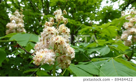 在歐洲瑞士的一個公園裡盛開的七葉樹 在歐洲瑞士的一個公園裡盛開的七葉樹 89484422