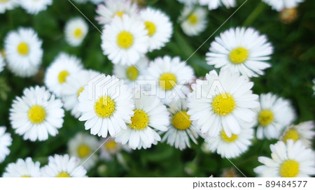 Pretty white marguerite flowers 89484577