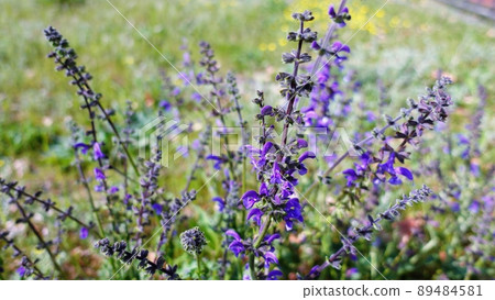 陽光明媚的日子裡，公園裡盛開的薰衣草鼠尾草 89484581