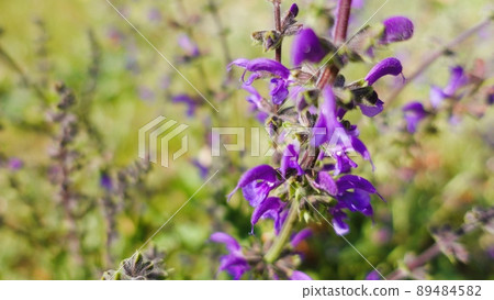 陽光明媚的日子裡，公園裡盛開的薰衣草鼠尾草 89484582