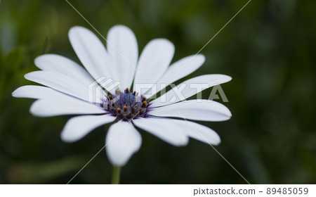 White cape daisy with white petals in the center of purple and blue, taken from the side, all one 89485059