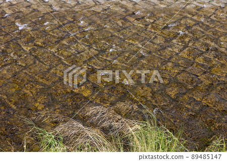 Grass and bottom swaying on the banks of Kamogawa Grass and bottom swaying on the banks of Kamogawa 89485147