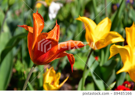 Tulips blooming in a flower park in Paris, France. Taken on April 17, 2022. Tulips blooming in a flower park in Paris, France. Taken on April 17, 2022. 89485166