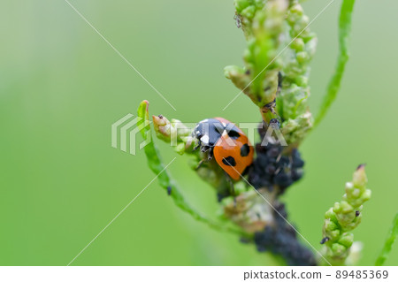 Nana Hoshi Tentou 89485369