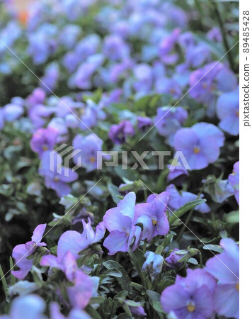 Flower bed 89485428