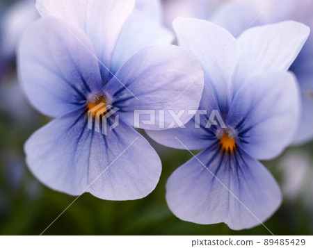 Blue pansy Blue pansy 89485429
