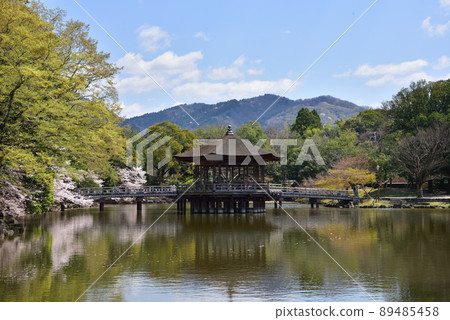浮禦堂櫻花景觀 浮禦堂櫻花景觀 89485458