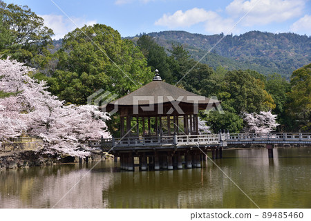 浮禦堂櫻花景觀 浮禦堂櫻花景觀 89485460