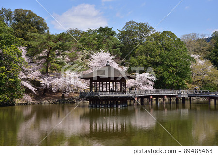 浮禦堂櫻花景觀 浮禦堂櫻花景觀 89485463