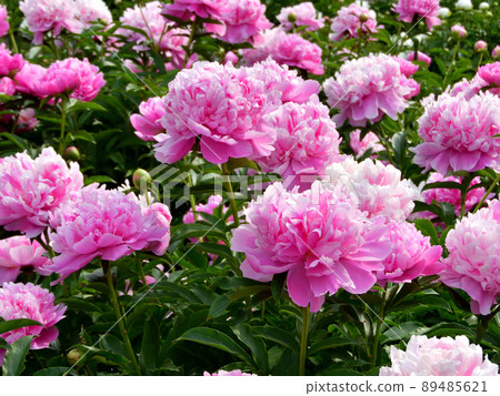 牡丹芍藥園 牡丹芍藥園 89485621