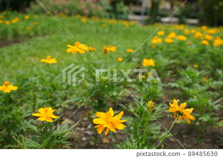 flower garden, flower field, flower 89485630