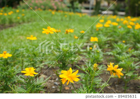 泰國曼谷瑪哈坎堡公園 (Mahakhan Fort Park) 的花田節 泰國曼谷瑪哈坎堡公園 (Mahakhan Fort Park) 的花田節 89485631