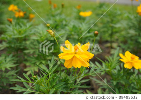 泰國曼谷瑪哈坎堡公園 (Mahakhan Fort Park) 的花田 89485632