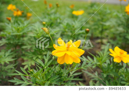 泰國曼谷瑪哈坎堡公園 (Mahakhan Fort Park) 的花田 泰國曼谷瑪哈坎堡公園 (Mahakhan Fort Park) 的花田 89485633