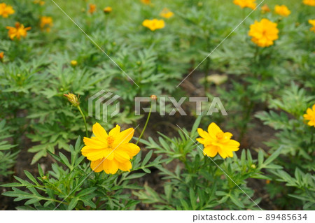 flower garden, flower field, flower 89485634
