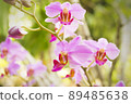 Light purple orchid flower with brown speckled side lobes 89485638