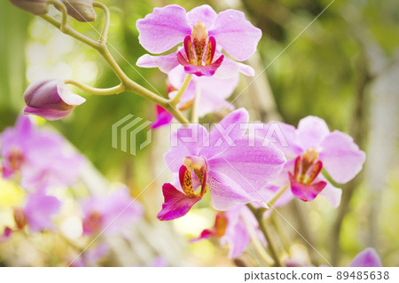 Light purple orchid flower with brown speckled side lobes Light purple orchid flower with brown speckled side lobes 89485638