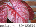 Close up of shiny red taro leaves with white and pink spots pattern 89485639