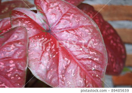 Close up of shiny red taro leaves with white and pink spots pattern Close up of shiny red taro leaves with white and pink spots pattern 89485639