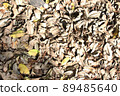 The dry leaves are scattered with yellowish leaves 89485640