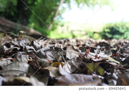 Selective focus of brown dry leaves scattered on the ground Selective focus of brown dry leaves scattered on the ground 89485641