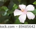 A hibiscus flower with a white pink crown 89485642