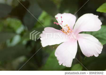 A hibiscus flower with a white pink crown A hibiscus flower with a white pink crown 89485642