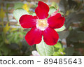 Beautiful red Japanese frangipani flowers bloom like a trumpet 89485643