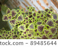 Ornamental plants with two colored leaves combine beautifully 89485644