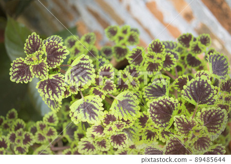 Ornamental plants with two colored leaves combine beautifully Ornamental plants with two colored leaves combine beautifully 89485644
