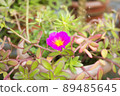 Purslane ornamental plant with small beautiful purple flowers 89485645