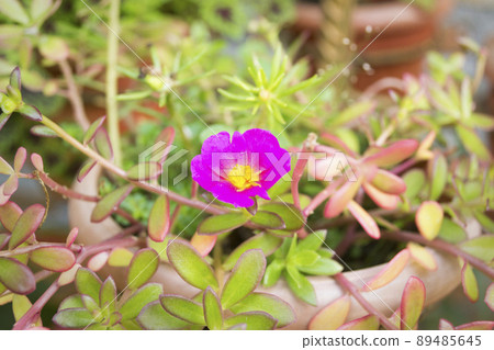 Purslane ornamental plant with small beautiful purple flowers Purslane ornamental plant with small beautiful purple flowers 89485645