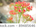Small exotic red flower plant with green twigs 89485646