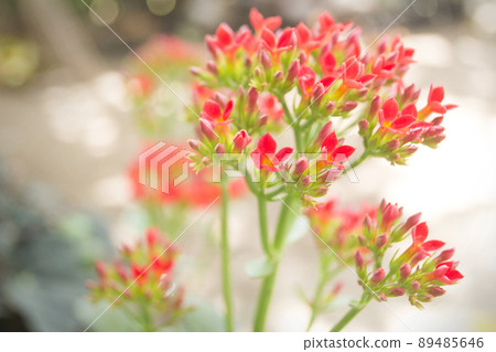 Small exotic red flower plant with green twigs Small exotic red flower plant with green twigs 89485646