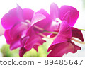 Selective focus of purple orchid petals seen from below 89485647