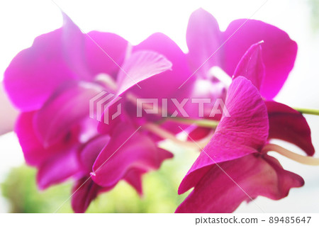 Selective focus of purple orchid petals seen from below Selective focus of purple orchid petals seen from below 89485647