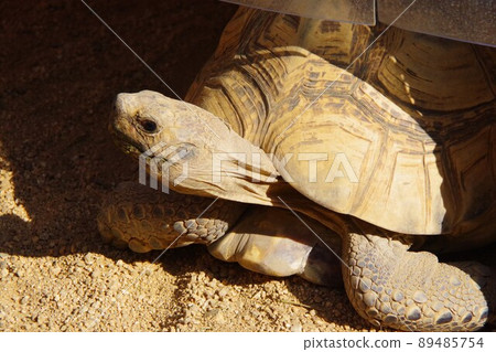 Leopard tortoise 89485754