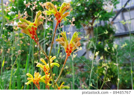 Kangaroo Poo Kangaroo Poo 89485767