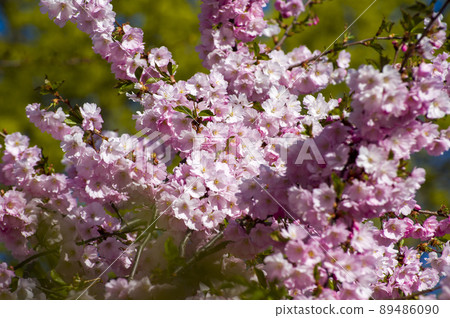 Close-up of sakura tree full in blooming pink flowers Close-up of sakura tree full in blooming pink flowers 89486090