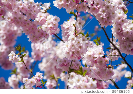Close-up of sakura tree full in blooming pink flowers Close-up of sakura tree full in blooming pink flowers 89486105