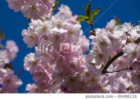 Close-up of sakura tree full in blooming pink flowers Close-up of sakura tree full in blooming pink flowers 89486118