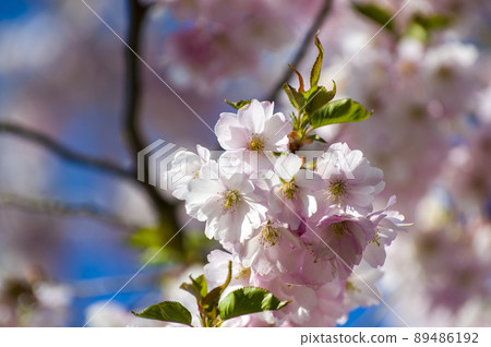 Close-up of sakura tree full in blooming pink flowers Close-up of sakura tree full in blooming pink flowers 89486192