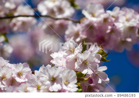 Close-up of sakura tree full in blooming pink flowers Close-up of sakura tree full in blooming pink flowers 89486193
