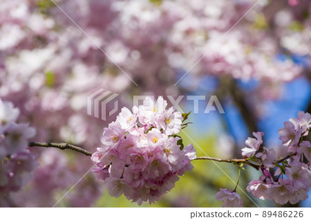 Close-up of sakura tree full in blooming pink flowers Close-up of sakura tree full in blooming pink flowers 89486226