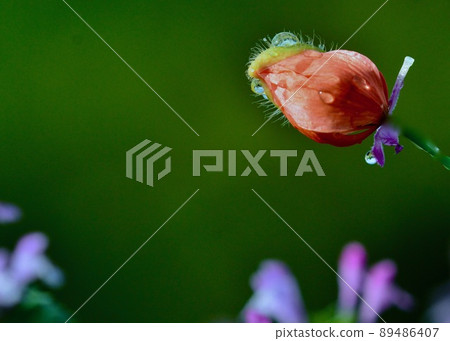 在春田淺湯和罌粟中發現的鳥臉 89486407