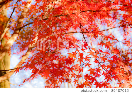 Autumn leaves in the park 36 Autumn leaves in the park 36 89487013