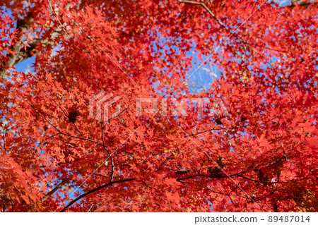 Autumn leaves in the park 37 Autumn leaves in the park 37 89487014